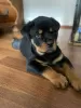 Zdjęcie №4. Sprzedam rottweiler w Яссы.  - cena - 3660zł