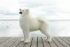 Dodatkowe zdjęcia: Szczeniaki Samoyed