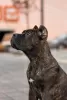 Zdjęcie №3. szczenięta cane corso. Federacja Rosyjska