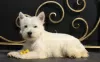 Zdjęcie №2 do zapowiedźy № 51362 na sprzedaż  west highland white terrier - wkupić się Federacja Rosyjska prywatne ogłoszenie, od żłobka, hodowca