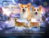 Zdjęcie №1. welsh corgi - na sprzedaż w Białystok | 8371zł | Zapowiedź №111067