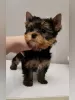 Zdjęcie №4. Sprzedam yorkshire terrier w Ufa. prywatne ogłoszenie, hodowca - cena - 2534zł