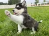 Zdjęcie №1. alaskan klee kai, alaskan malamute - na sprzedaż w Афины | 1674zł | Zapowiedź №44912