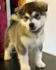 Zdjęcie №1. alaskan malamute - na sprzedaż w Himalanpohja | negocjowane | Zapowiedź №54775