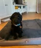 Zdjęcie №1. labradoodle - na sprzedaż w Helsinki | negocjowane | Zapowiedź №105734