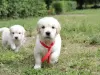 Dodatkowe zdjęcia: szczenięta golden retrievera