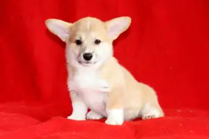 Zdjęcie №2 do zapowiedźy № 1564 na sprzedaż  welsh corgi - wkupić się Federacja Rosyjska 