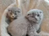 Zdjęcie №1. scottish fold - na sprzedaż w Антверпен | Bezpłatny | Zapowiedź № 120413