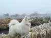 Dodatkowe zdjęcia: Szczeniaki Samoyed