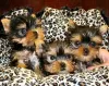 Zdjęcie №1. yorkshire terrier - na sprzedaż w Jeddah | negocjowane | Zapowiedź №20948