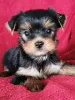 Zdjęcie №1. yorkshire terrier biewer - na sprzedaż w Al Khor | Bezpłatny | Zapowiedź №68304