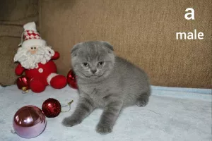 Zdjęcie №1. scottish fold - na sprzedaż w Dnipro | Negocjowane | Zapowiedź № 5819