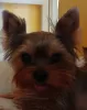 Zdjęcie №1. yorkshire terrier - na sprzedaż w Литвинов | 1703zł | Zapowiedź №105017