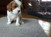 Zdjęcie №3. Szczenięta Cavalier King Charles.. USA