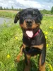 Zdjęcie №4. Sprzedam rottweiler w Rezekne. hodowca - cena - 2930zł