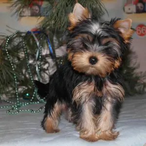 Zdjęcie №2 do zapowiedźy № 3073 na sprzedaż  yorkshire terrier - wkupić się Federacja Rosyjska od żłobka