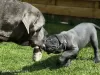 Zdjęcie №2 do zapowiedźy № 126584 na sprzedaż  cane corso - wkupić się Niemcy prywatne ogłoszenie