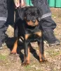 Zdjęcie №3. Rottweiler, najlepsze szczenięta. Serbia