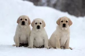 Zdjęcie №4. Sprzedam labrador retriever w Nowosybirsk. od żłobka - cena - 1232zł