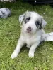 Zdjęcie №1. border collie - na sprzedaż w Destin | 792zł | Zapowiedź №64141