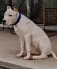 Dodatkowe zdjęcia: Dogo Argentino szczeniaki