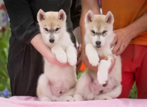 Dodatkowe zdjęcia: Szczenięta rasowe Siberian Husky