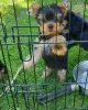 Zdjęcie №2 do zapowiedźy № 10841 na sprzedaż  yorkshire terrier - wkupić się Federacja Rosyjska prywatne ogłoszenie