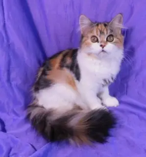 Dodatkowe zdjęcia: Kitty Highland Straight, Calico