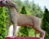 Zdjęcie №3. Whippet. Polska