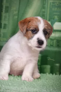 Dodatkowe zdjęcia: Szczenięta Jack Russell Terrier