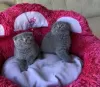 Zdjęcie №1. scottish fold - na sprzedaż w Berlin | negocjowane | Zapowiedź № 128808