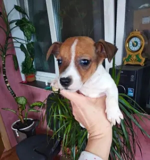 Zdjęcie №1. jack russell terrier - na sprzedaż w Mińsk | 2132zł | Zapowiedź №1164