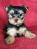 Zdjęcie №1. yorkshire terrier - na sprzedaż w Dreiliņi | 1256zł | Zapowiedź №75526