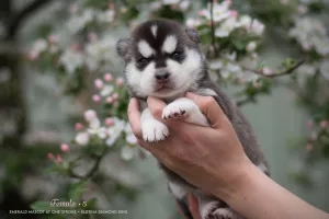 Dodatkowe zdjęcia: Siberian husky szczenięta od rodowitych rodziców