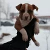 Dodatkowe zdjęcia: Amerykański Staffordshire Terrier