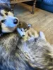 Dodatkowe zdjęcia: Szczenięta Alaskan Malamute