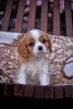 Zdjęcie №1. cavalier king charles spaniel - na sprzedaż w Brest | 3767zł | Zapowiedź №78563