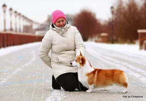 Zdjęcie №1. welsh corgi - na sprzedaż w Москва | 5008zł | Zapowiedź №6152