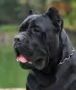 Dodatkowe zdjęcia: Cane Corso wspaniałe szczenięta rodowód FCI