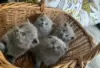 Zdjęcie №1. scottish fold - na sprzedaż w Forssa | Bezpłatny | Zapowiedź № 128439