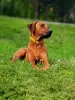 Dodatkowe zdjęcia: Zapowiedź miotu Szczeniak Rhodesian Ridgeback - miot 2024/25