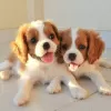 Zdjęcie №1. cavalier king charles spaniel - na sprzedaż w Passau | Bezpłatny | Zapowiedź №129940