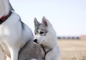 Dodatkowe zdjęcia: Szczenięta czystej krwi Siberian Husky