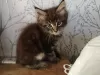 Zdjęcie №3. Kocięta rasy Maine Coon z rodowodem do adopcji. Holandia