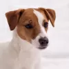 Zdjęcie №1. jack russell terrier - na sprzedaż w Mińsk | 3056zł | Zapowiedź №17624