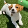 Zdjęcie №1. jack russell terrier - na sprzedaż w Helsinki | 2153zł | Zapowiedź №130422