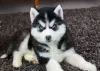 Dodatkowe zdjęcia: Szczenięta Siberian Husky gotowe