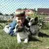 Dodatkowe zdjęcia: Szczeniak walijski corgi