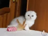 Zdjęcie №2 do zapowiedźy № 22374 na sprzedaż  scottish fold - wkupić się Ukraina od żłobka, hodowca