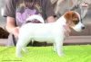 Zdjęcie №2 do zapowiedźy № 107631 na sprzedaż  jack russell terrier - wkupić się Polska hodowca